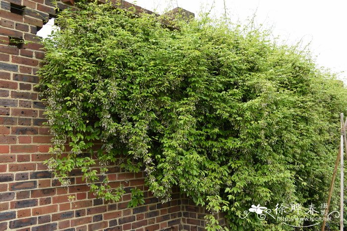 鹰爪枫Holboellia coriacea 鹰爪枫Holboellia coriacea