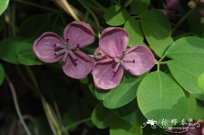木通Akebia quinata 木通Akebia quinata