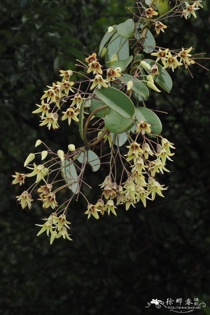 野木瓜 Stauntonia chinensis 野木瓜 Stauntonia chinensis