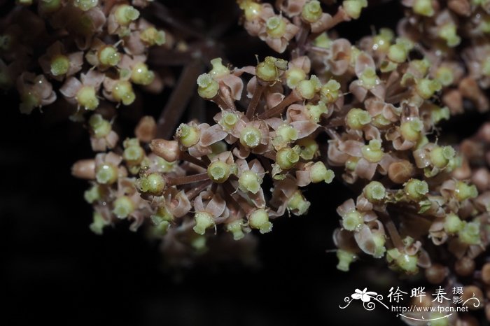 茎花崖爬藤Tetrastigma cauliflorum 茎花崖爬藤Tetrastigma cauliflorum