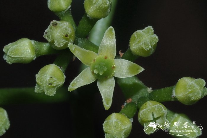 扁担藤Tetrastigma planicaule