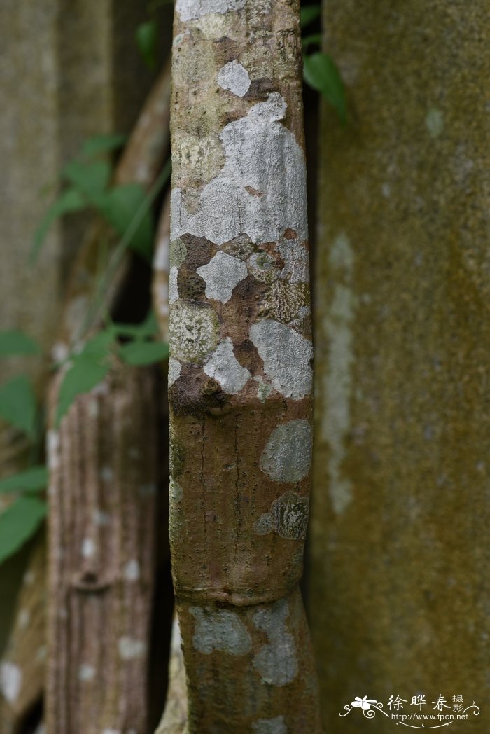 扁担藤Tetrastigma planicaule 扁担藤Tetrastigma planicaule