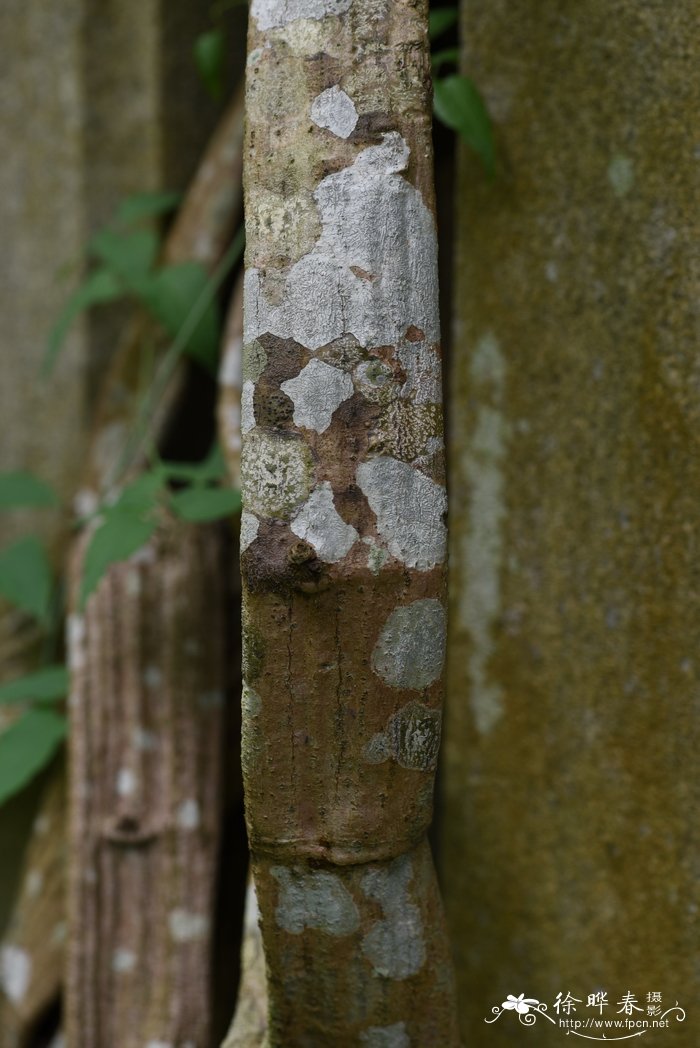 扁担藤Tetrastigma planicaule