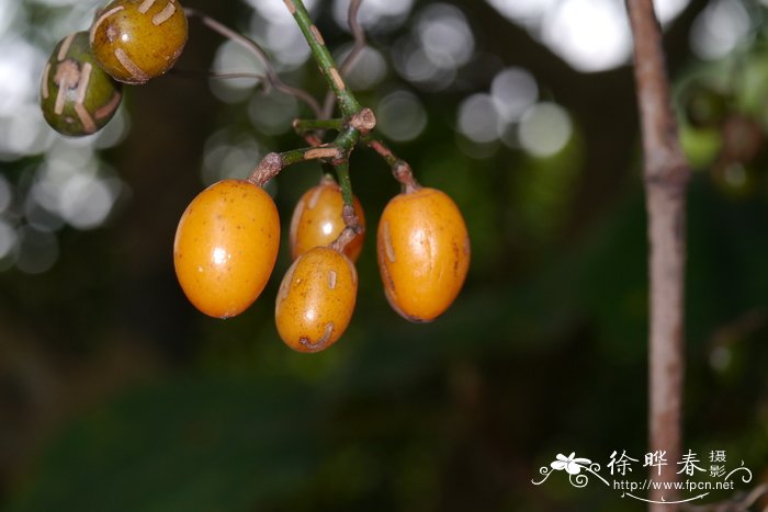 扁担藤Tetrastigma planicaule