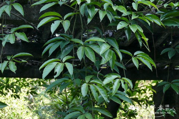 扁担藤Tetrastigma planicaule 扁担藤Tetrastigma planicaule