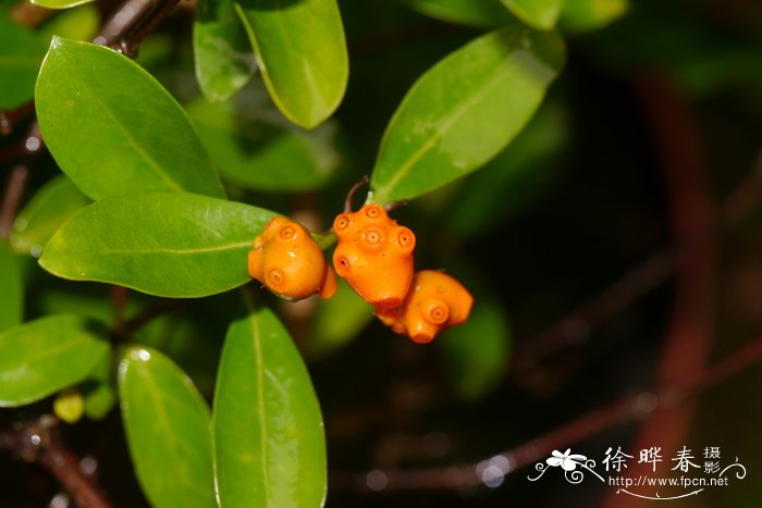 巴戟天Morinda officinalis 巴戟天Morinda officinalis