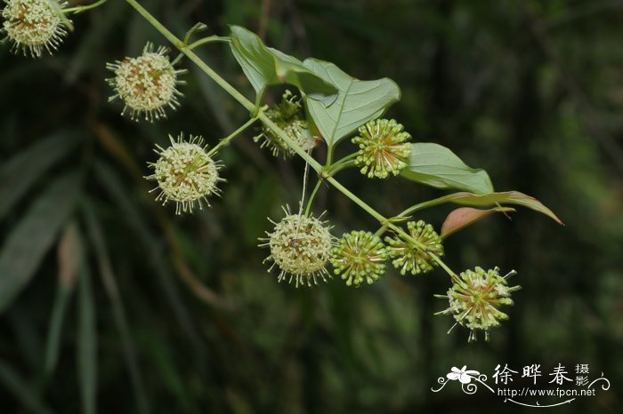 钩藤Uncaria rhynchophylla 钩藤Uncaria rhynchophylla