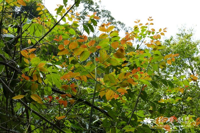钩藤Uncaria rhynchophylla 钩藤Uncaria rhynchophylla