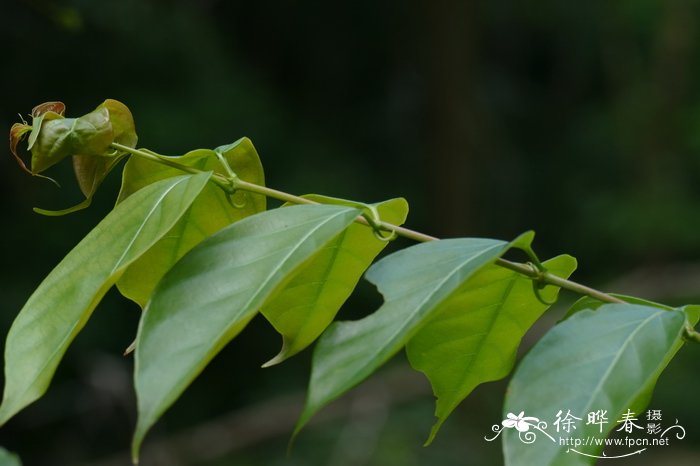 钩藤Uncaria rhynchophylla 钩藤Uncaria rhynchophylla