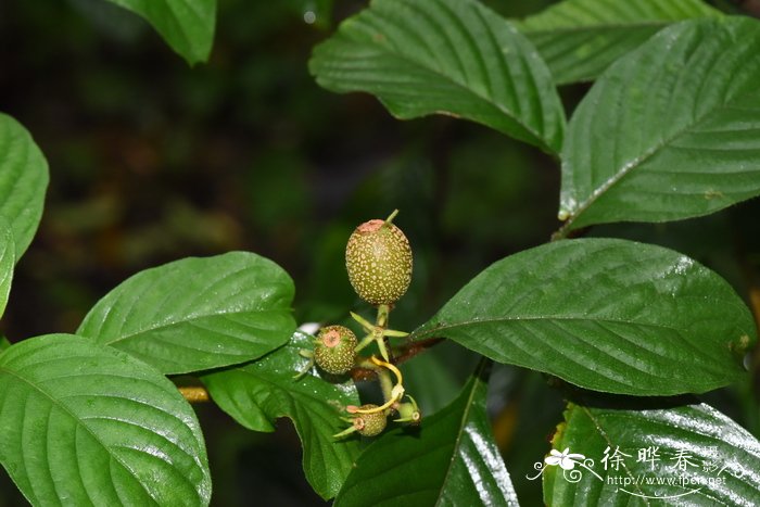 楠藤Mussaenda erosa 楠藤Mussaenda erosa