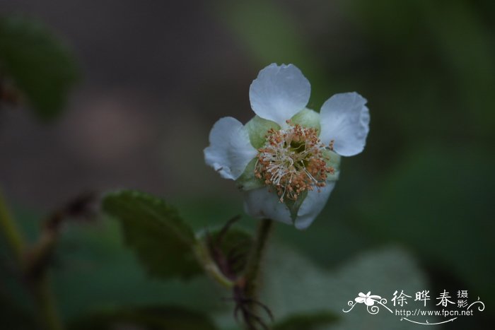 粗叶悬钩子Rubus alceifolius 粗叶悬钩子Rubus alceifolius