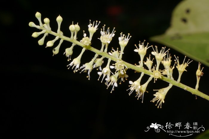 风车子Combretum alfredii