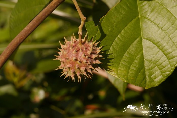 刺果藤Byttneria grandifolia 刺果藤Byttneria grandifolia