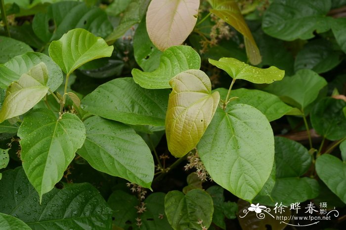 刺果藤Byttneria grandifolia