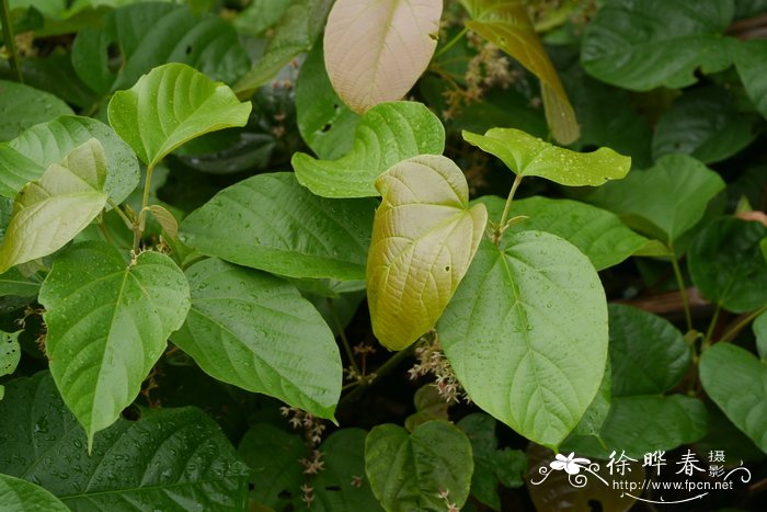 刺果藤Byttneria grandifolia 刺果藤Byttneria grandifolia