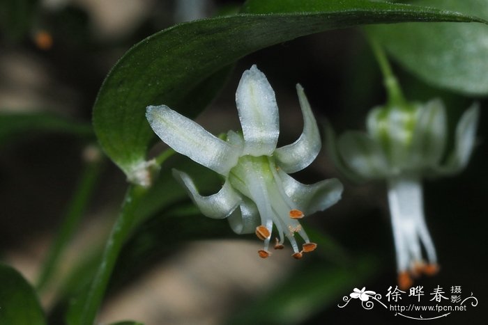 卵叶天门冬asparagus Asparagoides 花卉图片网