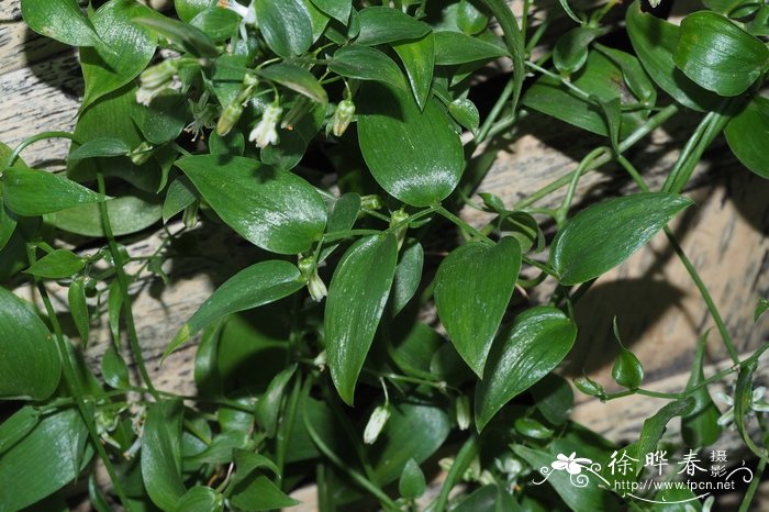 卵叶天门冬Asparagus asparagoides 卵叶天门冬Asparagus asparagoides