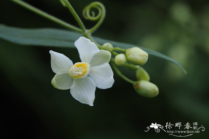 大花倒地铃Cardiospermum grandiflorum