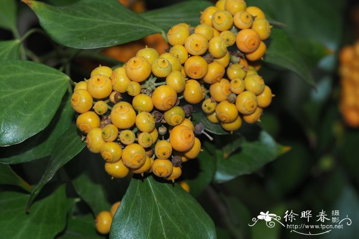 中华常春藤Hedera nepalensis var. sinensis