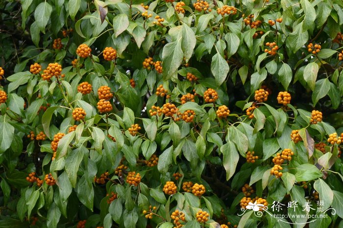 中华常春藤Hedera nepalensis var. sinensis