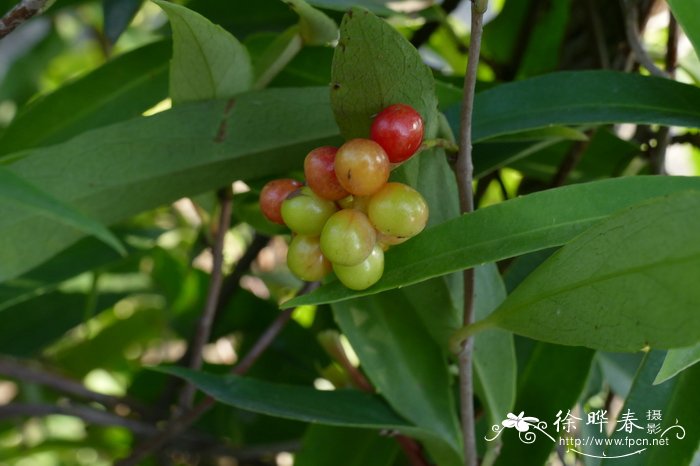 五味子Schisandra chinensis 五味子Schisandra chinensis