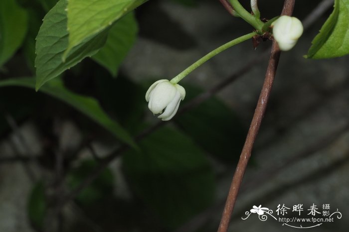 五味子Schisandra chinensis