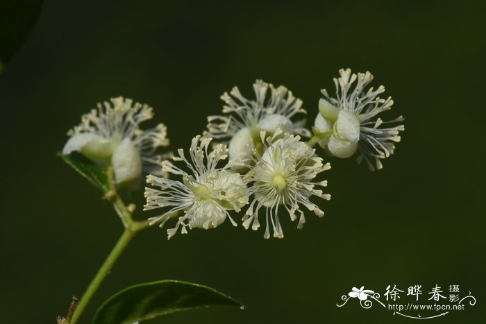 锡叶藤Tetracera sarmentosa 锡叶藤Tetracera sarmentosa