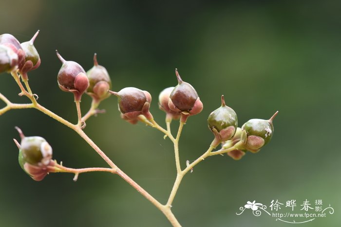 锡叶藤Tetracera sarmentosa 锡叶藤Tetracera sarmentosa