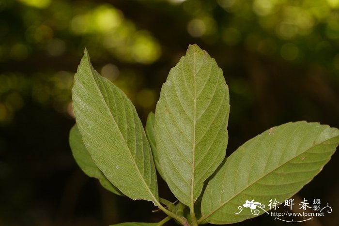 锡叶藤Tetracera sarmentosa 锡叶藤Tetracera sarmentosa