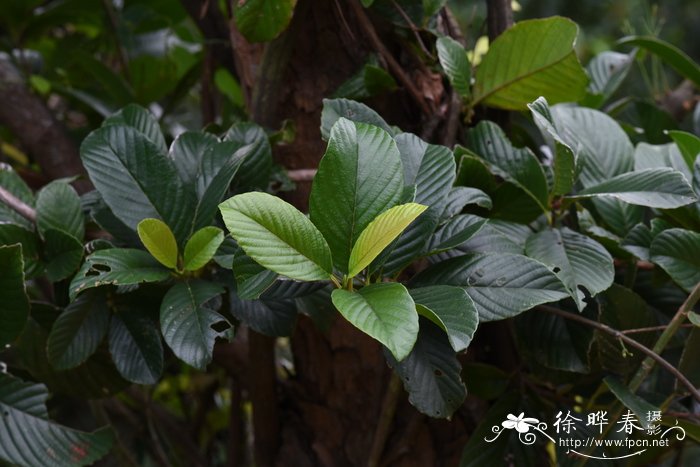 锡叶藤Tetracera sarmentosa 锡叶藤Tetracera sarmentosa