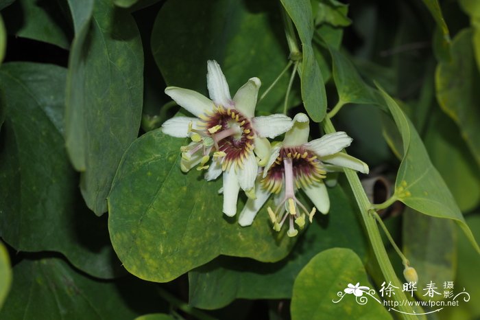 尤卡坦西番莲Passiflora yucatanensis 尤卡坦西番莲Passiflora yucatanensis