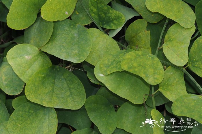 尤卡坦西番莲Passiflora yucatanensis 尤卡坦西番莲Passiflora yucatanensis