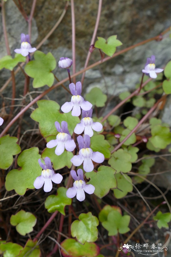 铙钹花Cymbalaria muralis 铙钹花Cymbalaria muralis