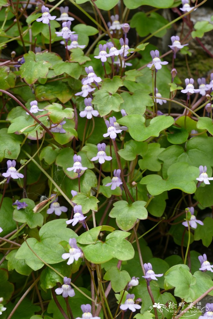 铙钹花Cymbalaria muralis 铙钹花Cymbalaria muralis