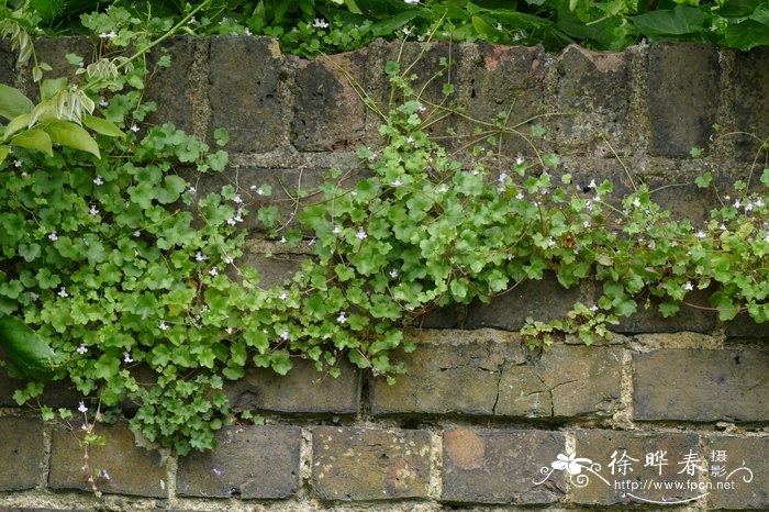 铙钹花Cymbalaria muralis 铙钹花Cymbalaria muralis