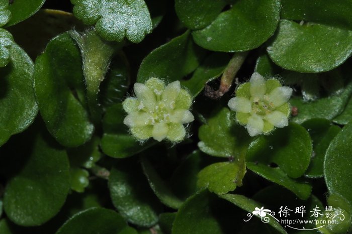 马蹄金Dichondra micrantha 马蹄金Dichondra micrantha