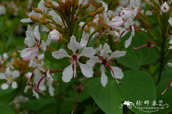 粉叶羊蹄甲Bauhinia glauca 粉叶羊蹄甲Bauhinia glauca