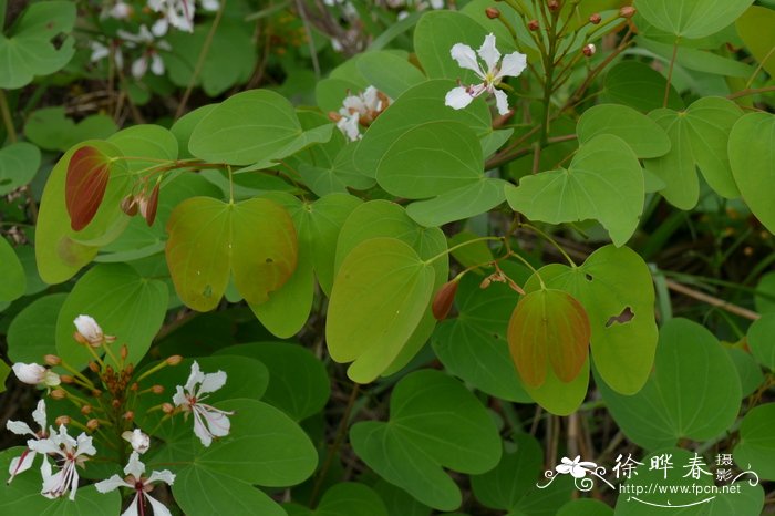 粉叶羊蹄甲Bauhinia glauca 粉叶羊蹄甲Bauhinia glauca