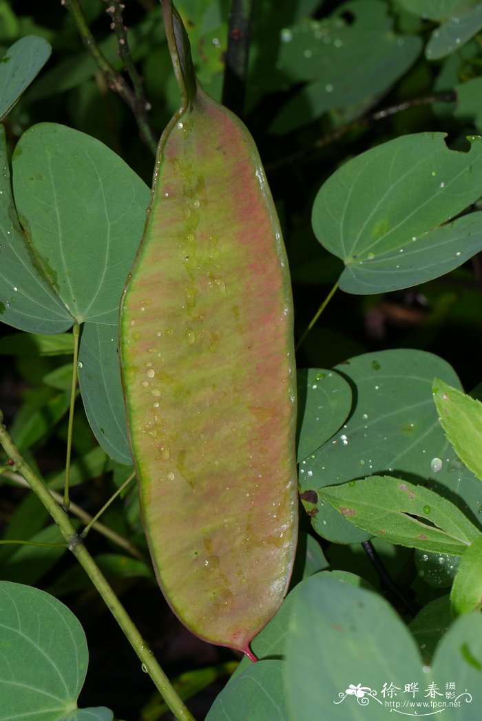 粉叶羊蹄甲Bauhinia glauca 粉叶羊蹄甲Bauhinia glauca