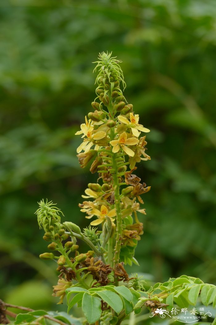刺果苏木Caesalpinia bonduc 刺果苏木Caesalpinia bonduc