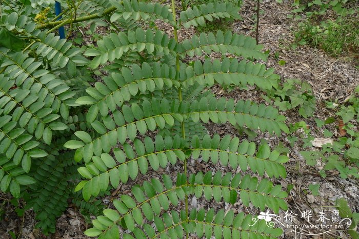 刺果苏木Caesalpinia bonduc 刺果苏木Caesalpinia bonduc