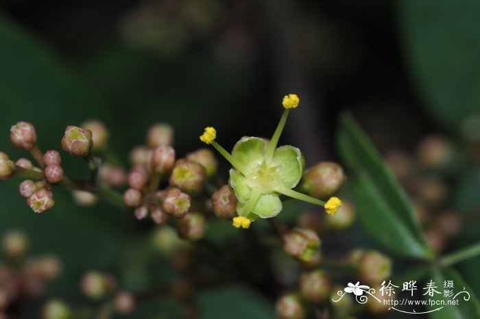 蚬壳花椒Zanthoxylum dissitum 蚬壳花椒Zanthoxylum dissitum