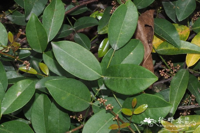 蚬壳花椒Zanthoxylum dissitum 蚬壳花椒Zanthoxylum dissitum
