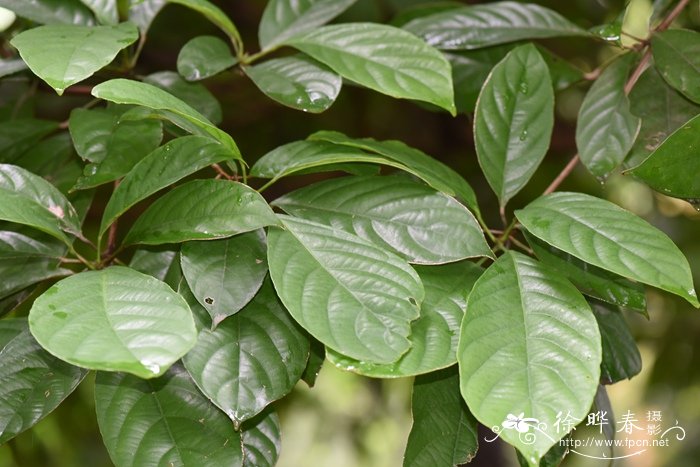 木奶果Baccaurea ramiflora 木奶果Baccaurea ramiflora