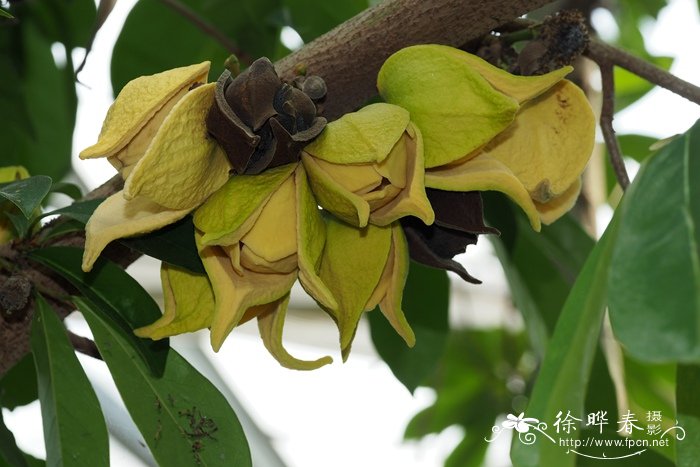 刺果番荔枝Annona muricata 刺果番荔枝Annona muricata