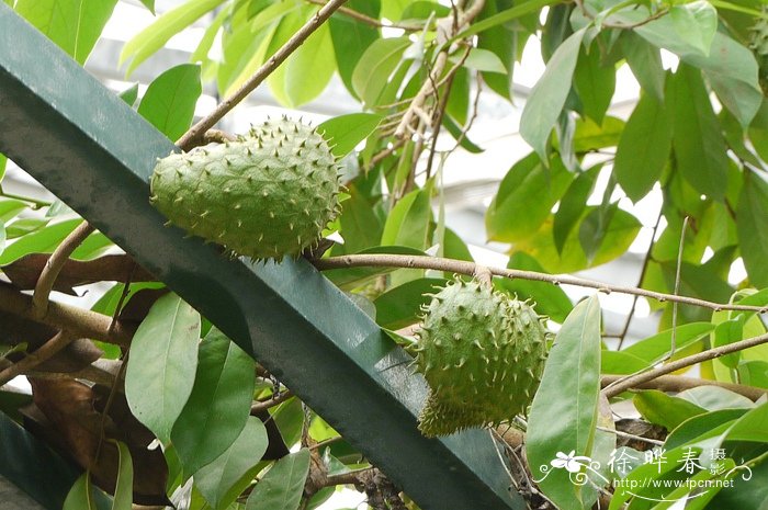 刺果番荔枝Annona muricata 刺果番荔枝Annona muricata