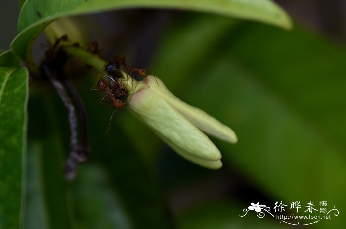 牛心梨Annona reticulata