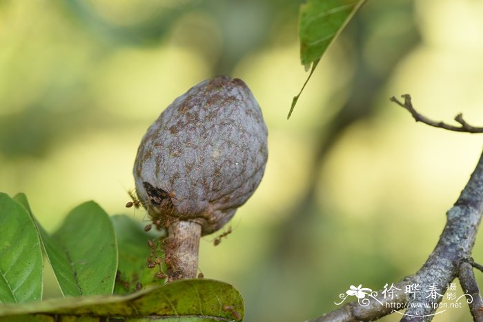 牛心梨Annona reticulata