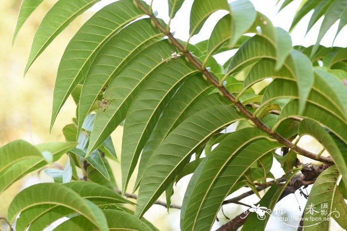 牛心梨Annona reticulata