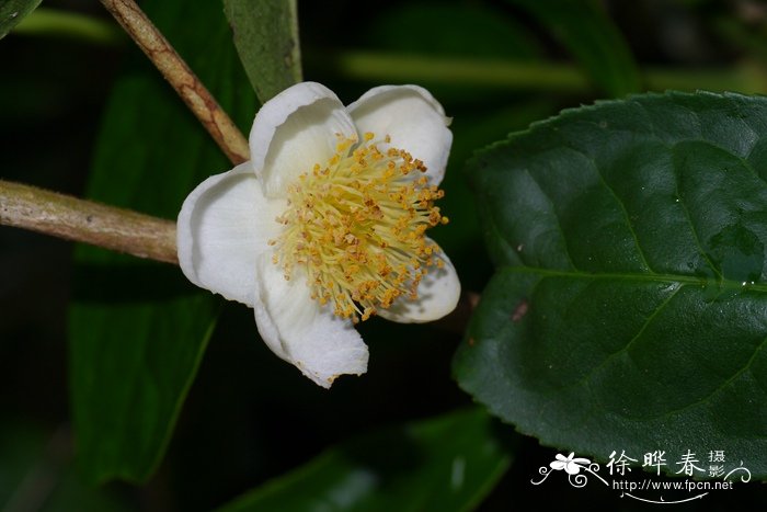 普洱茶Camellia sinensis var. assamica